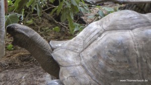 Seychellen Schnappschuss Schildkröte