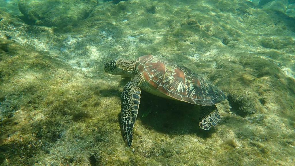Apo Island Turtle