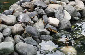 Wasserschildkröten in Guayaquil