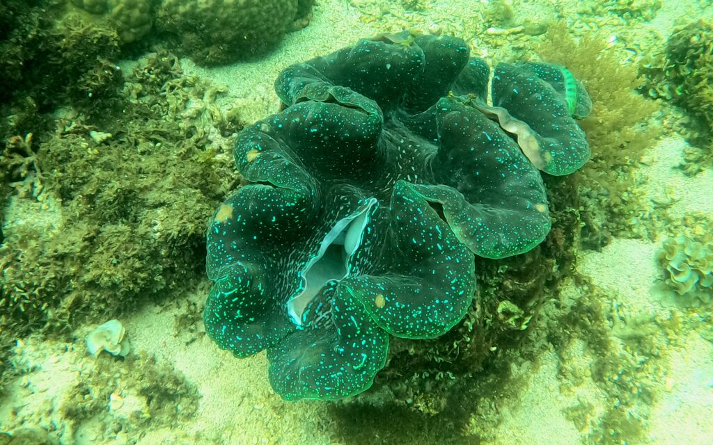 Camiguin