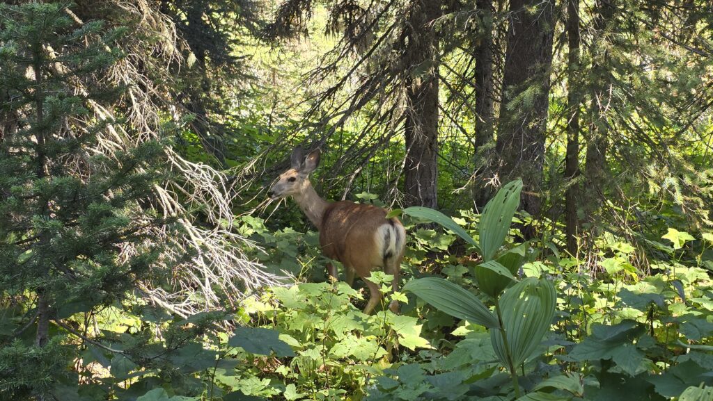 Glacier National Park