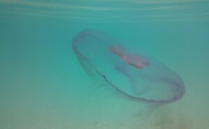 American Virgin Islands