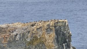 Antarktis Half Moon Pinguine