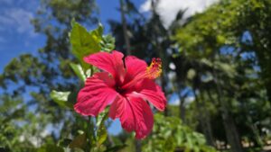 Botanischer Garten Florianopolis