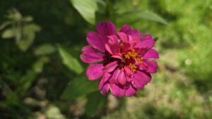 Botanischer Garten Florianopolis