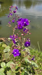 Botanischer Garten Florianopolis