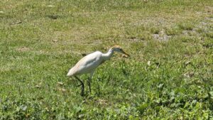 Botanischer Garten Florianopolis