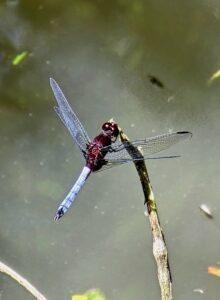 Botanischer Garten Florianopolis