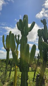 Botanischer Garten Florianopolis