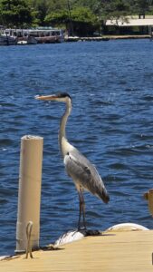 Caminho da Costa da Lagoa