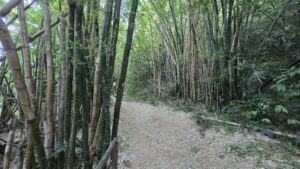 Caminho da Costa da Lagoa