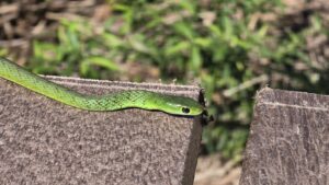 Tsitsikamma Schlange