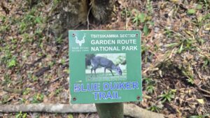 Tsitsikamma blue Duiker