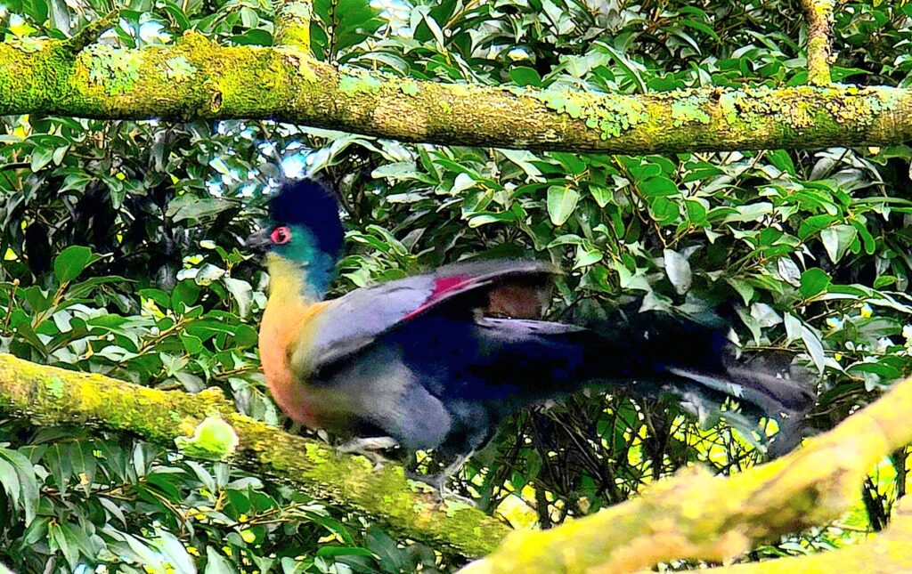 Eshowe Turaco
