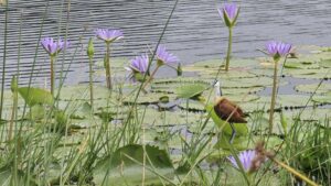 iSimangaliso Wetland Park