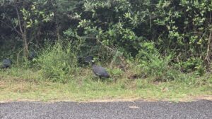 iSimangaliso Wetland Park