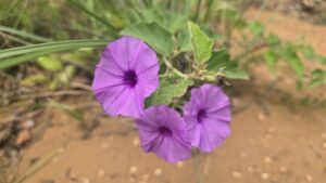 iSimangaliso Wetland Park