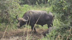 iSimangaliso Wetland Park