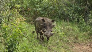 iSimangaliso Wetland Park