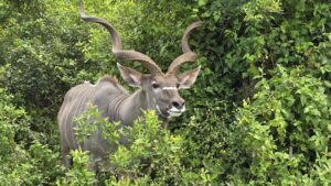 iSimangaliso Wetland Park