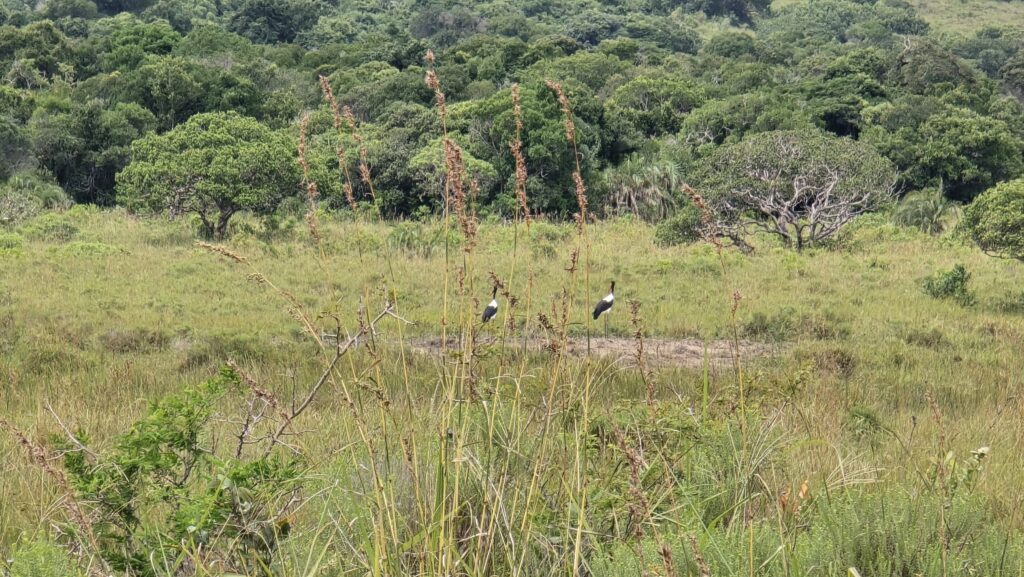 iSimangaliso Wetland Park