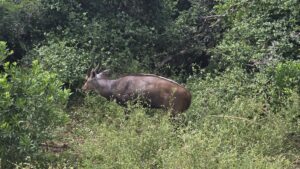 iSimangaliso Wetland Park