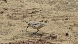 iSimangaliso Wetland Park