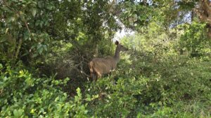 iSimangaliso Wetland Park