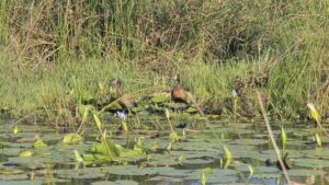 iSimangaliso Wetland Park