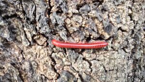 iSimangaliso Wetland Park
