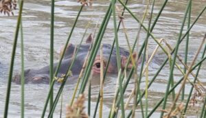 iSimangaliso Wetland Park