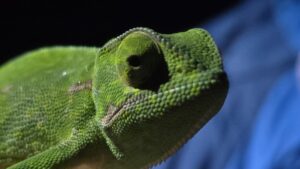 iSimangaliso Wetland Park