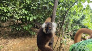 Nosy Komba
