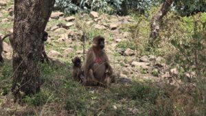 Portugiesische Brücke