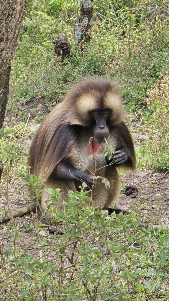 Portugiesische Brücke