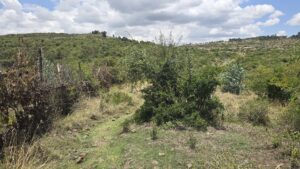 Portugiesische Brücke