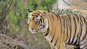 Ranthambore Tiger
