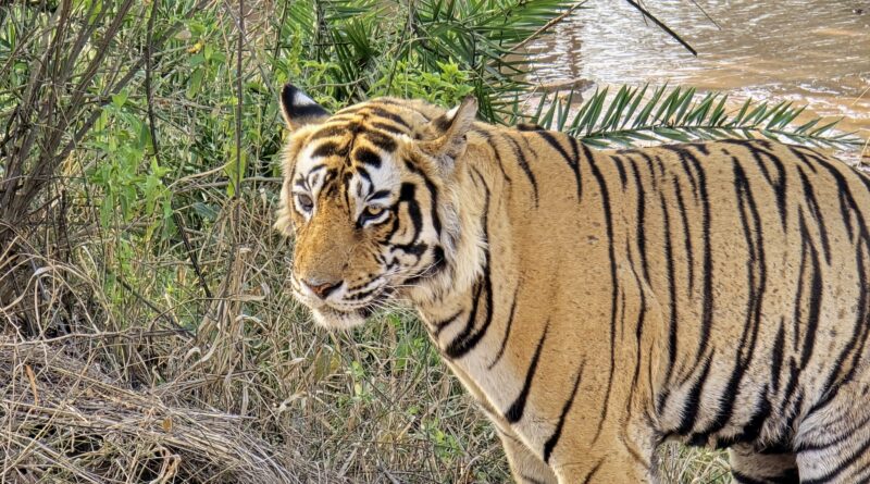 Ranthambore Tiger