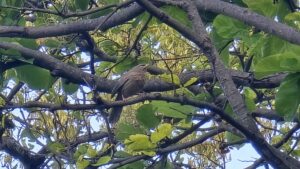 Jim Corbett