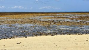 Malindi