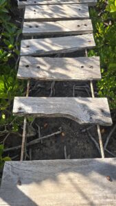 Watuma mangroves