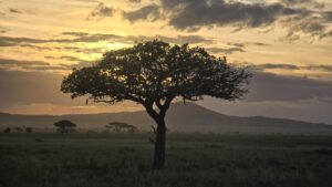 Serengeti