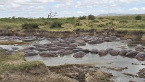 Serengeti 