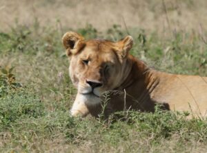 Serengeti