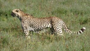 Serengeti