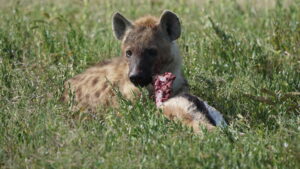 Serengeti