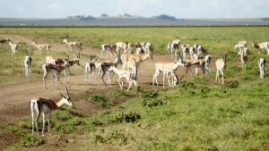 Serengeti