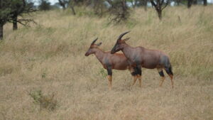 Serengeti 