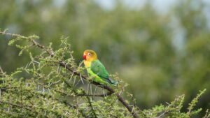 Serengeti 