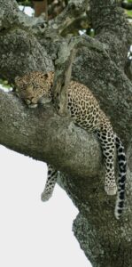 Serengeti 